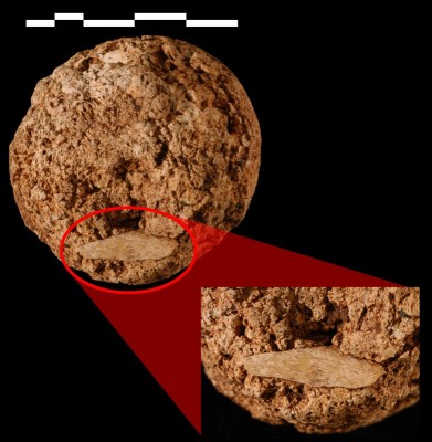 Figure 3. Cave hyena coprolite with digested bone.